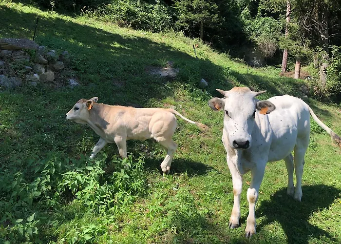 Ciambun مزرعة للإقامة *